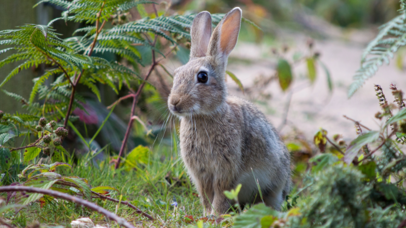 Image of a hare